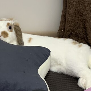 ロップイヤーの里親募集中