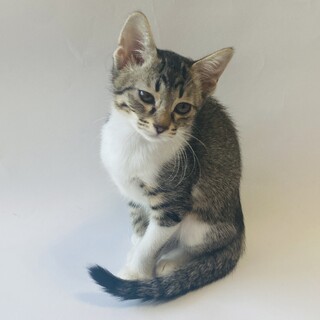 【12/3芝浦】8月生★デカ目きゅるん顔お膝猫