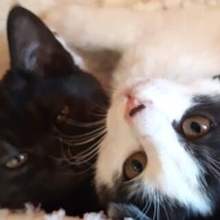 仲良し兄弟ブラックスモークめめ、白黒うる