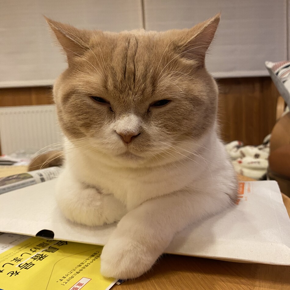 はるのカバー写真