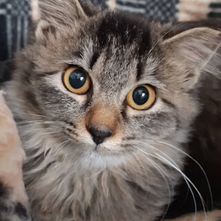 長毛もふもふ姉妹♪びおらとなのは