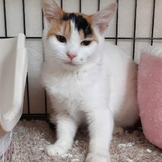 大人しくってびっくりな三毛♪わおん♪ちゃん