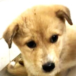 4-3-248◆可愛い子犬◆家族に迎えませんか？