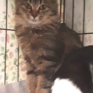 長毛系３姉妹♪わら々、きっき、れん々