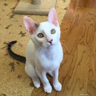 ★里親様決定！★元気いっぱい❤げんきくん