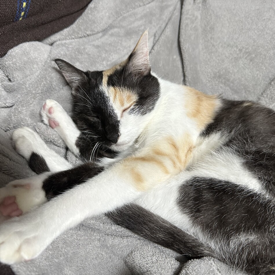 ピノコのカバー写真