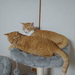 親しみやすい茶トラ猫です。仮名 レモン。