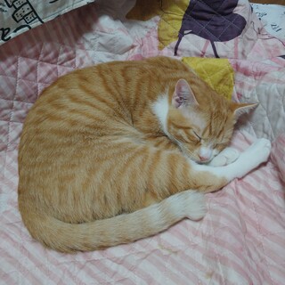 2023年4月26日生まれの茶白です。仮名：レオ