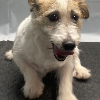 【お迎え交渉中の為募集停止します】ジャックちゃん♀