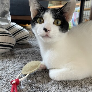 抱っことお膝大好きしんのすけ君