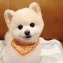 【ポメラニアン7歳】11月半ばまでの募集