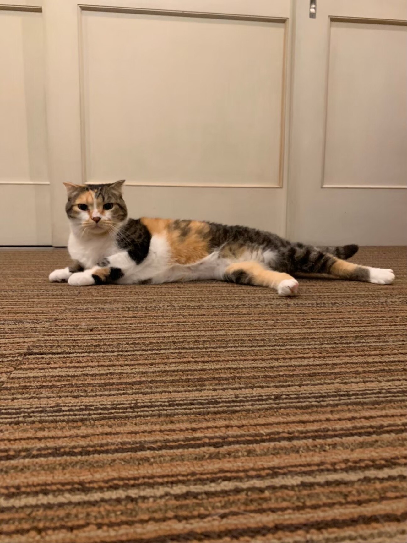 三毛猫折れ耳スコティッシ」京都府 - 猫の里親募集(475042) 4枚目の