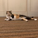 三毛猫折れ耳スコティッシュフォールド  女の子