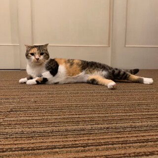 三毛猫折れ耳スコティッシュフォールド  女の子