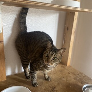 猫好きなキジトラ女の子