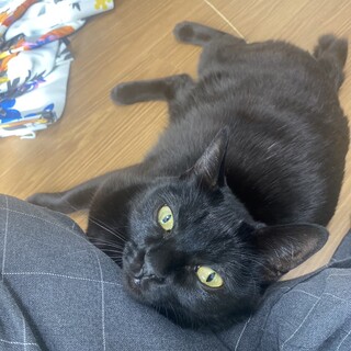 人懐っこい小柄な黒猫のおんなのこ