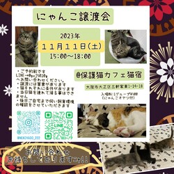 にゃんこ譲渡会 サムネイル1
