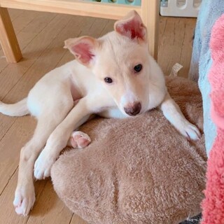 穏やかでフレンドリーな男の子