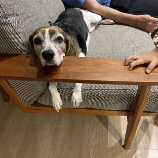 人が大好き、大好きなビーグルのビーちゃん　避妊済み