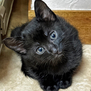 しっかり者のマイペース黒猫ちゃん