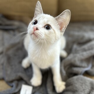 【12/3芝浦】気まぐれ優しい女の子★夕顔