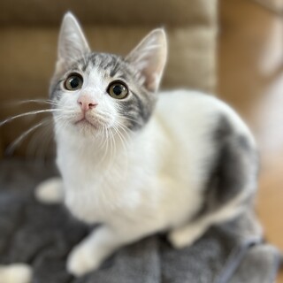 【1/28芝浦】グレー白のやんちゃな夕霧くん