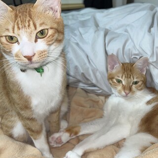 2匹兄妹の仲良し兄妹です