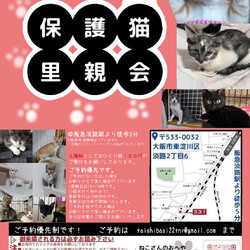 子猫だらけの里親会