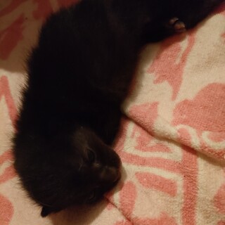 子猫2匹のうち1匹でももらっていただけますか