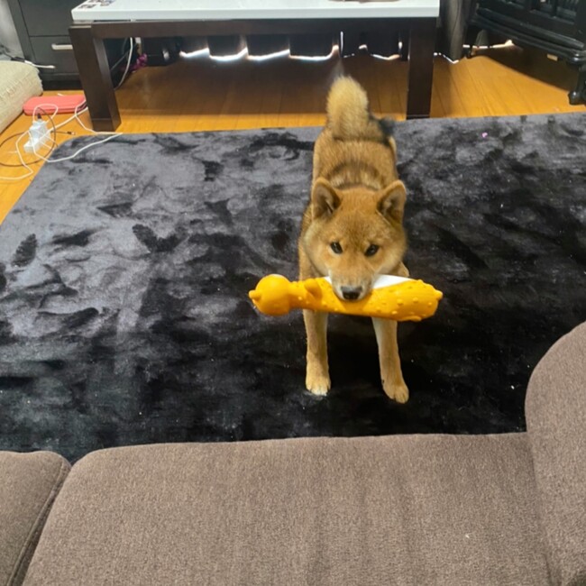 Queen08のカバー写真