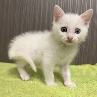 推定2023年9月生 白(オッドアイ)♂ラックス♡