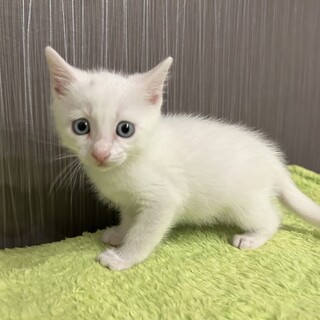 推定2023年9月生 白(頭に黒点有)♂ロレアル♡