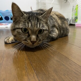 人懐っこい子猫です！