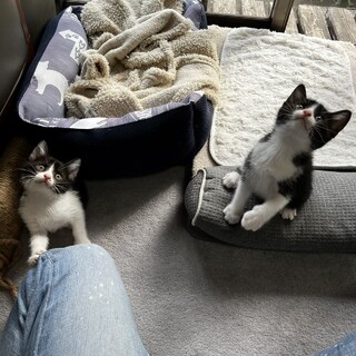 とっても仲良し綺麗なハチワレ仲良し姉妹♪