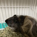 里親さんにお渡しして飼育できずに戻ってきた子です
