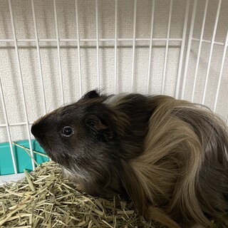 里親さんにお渡しして飼育できずに戻ってきた子です