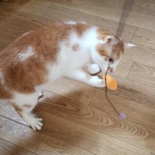 超怖がりでご縁ないです(T_T)　大人しく他猫好き