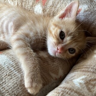 小柄で甘えっ子茶トラ男子⭐️ローライ