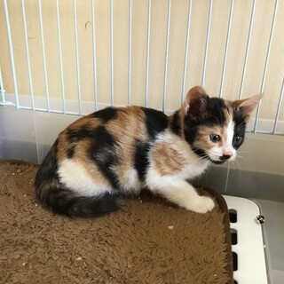 黒と三毛の子猫