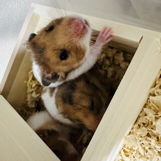 生後2ヶ月のゴールデンハムスター赤ちゃん