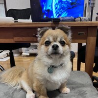 風太郎　ふうたろう