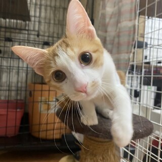 人も猫も大好きなトムトム♂6ヶ月