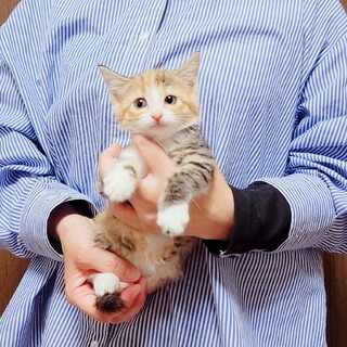 まんまるお顔の三毛猫♡ルビーちゃん