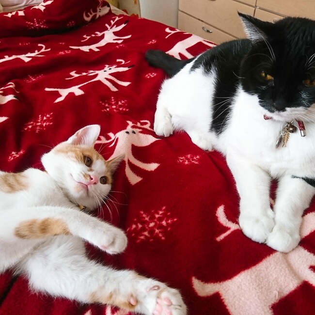 ひよぷーのカバー写真