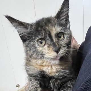 サビ子猫　人なれバツグン