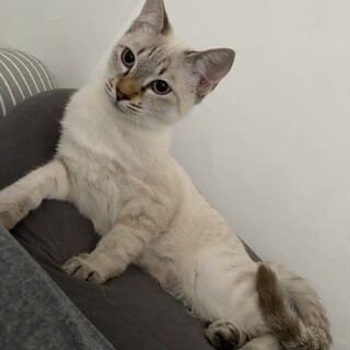 シャム風ミックス