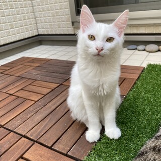 白いふわふわ毛なみの女の子