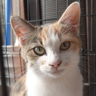 甘えん坊の子猫★美猫の三毛柄★6月7日産まれ女の子