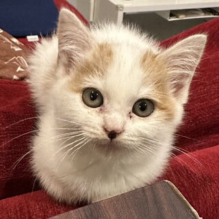 生後2ヶ月の三毛猫ちゃんの家族を探しています。