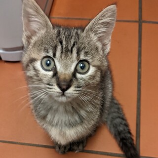 とっても甘えん坊の膝乗りキジトラちびちゃん